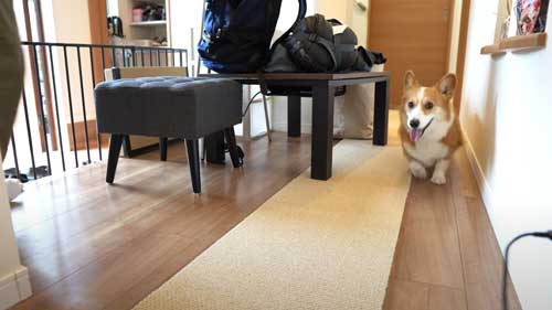 落ち着かないワンコ