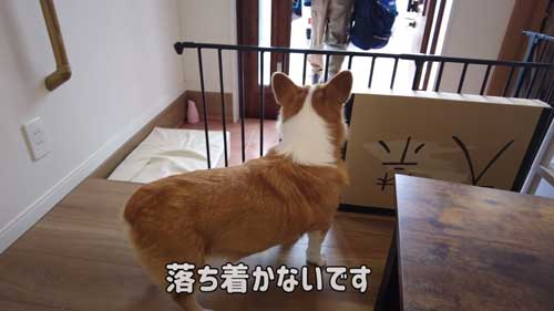 おとなしく見送るはなちゃん