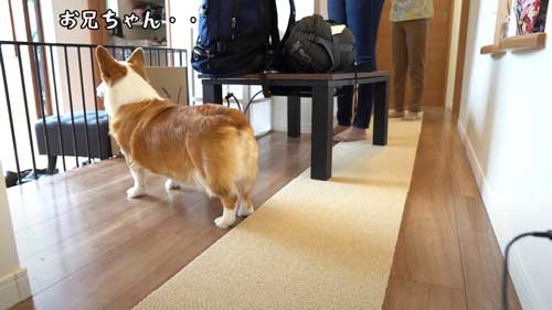 じっと見つめるはなちゃん