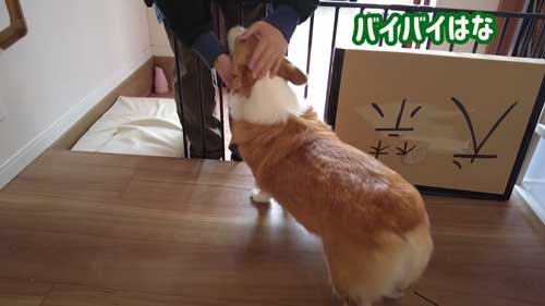 お別れのときがきたはなちゃん