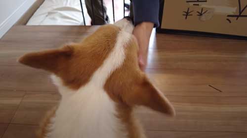 静かに見送るワンコ