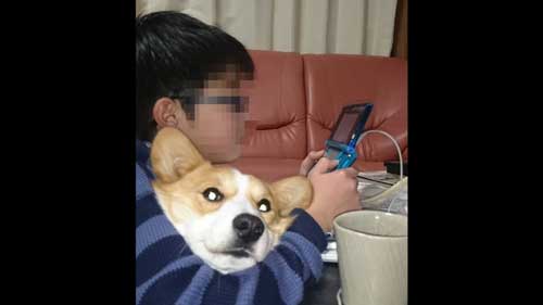 犬と長男思い出写真