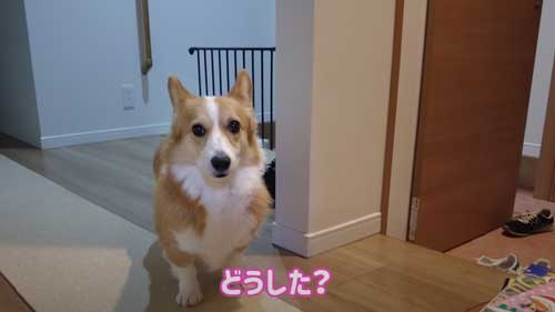 ママに呼ばれるワンコ