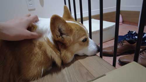 お兄ちゃんを待つワンコ