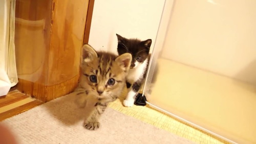 遊ぶ子猫たち
