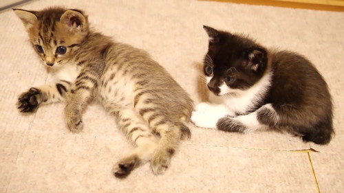 膝の上に集合子猫
