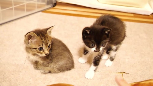 投稿主の膝に乗る子猫たち