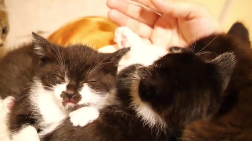 投稿主の膝に乗る子猫たち