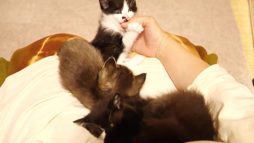 投稿主の膝に乗る子猫たち