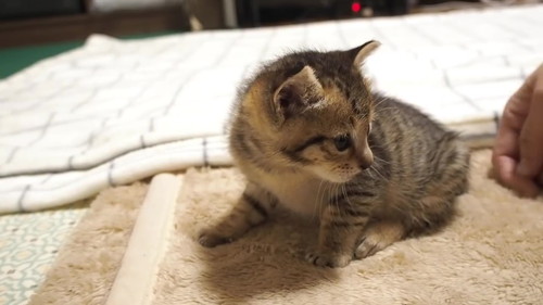 おなかポンポン