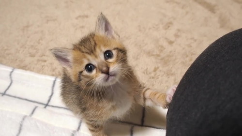 かわいくてあらがえない