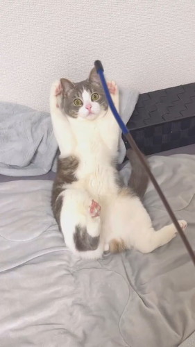 驚くぷくちゃん