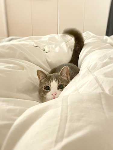 発射前のぷくちゃん