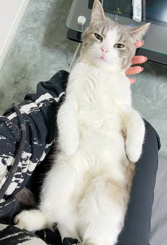 膝に寝転ぶぷくちゃん