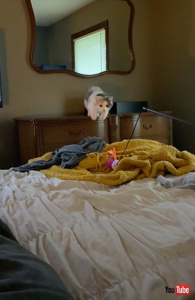 ベッド目がけてジャンプする猫