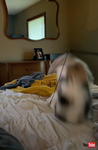 でんぐり返しする猫