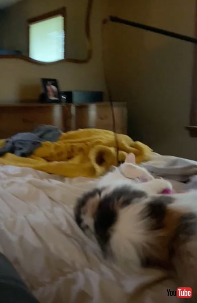 おもちゃを離さない猫