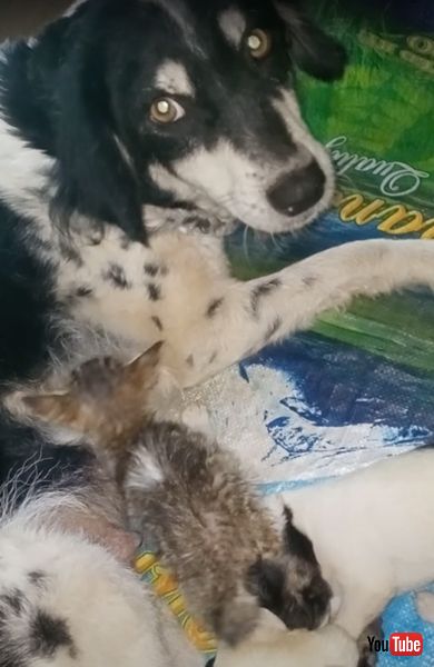 犬に育てられる子猫