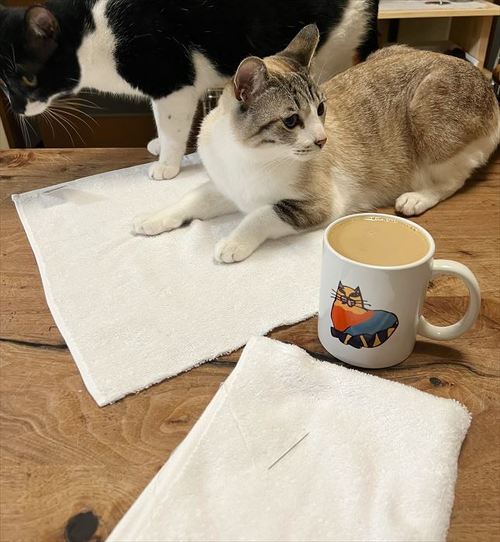 雑巾作りを手伝う猫