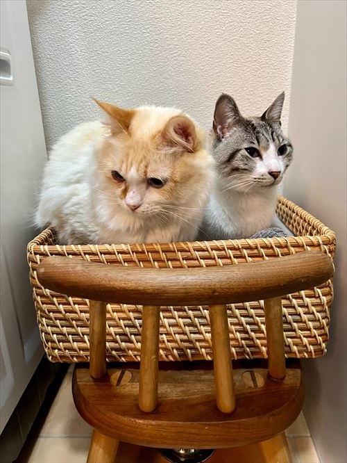 パジャマを踏む猫たち