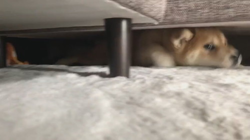 ソファから一生懸命出てくるユイちゃん