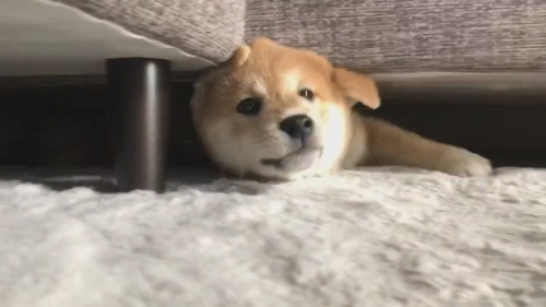 ソファから一生懸命出てくるユイちゃん