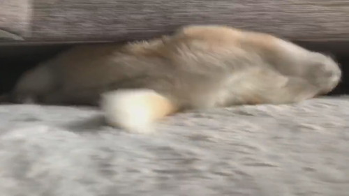 ソファから一生懸命出てくるユイちゃん