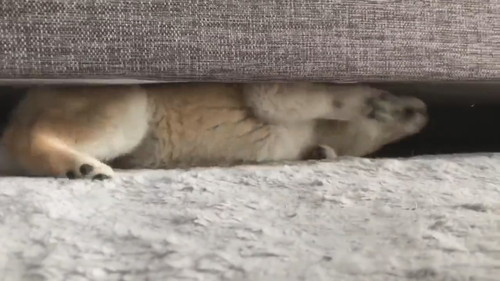 ソファから一生懸命出てくるユイちゃん