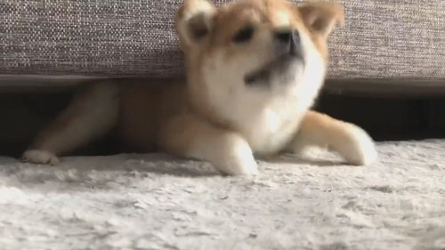 ソファから一生懸命出てくるユイちゃん