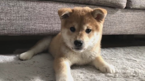 ソファから一生懸命出てくるユイちゃん