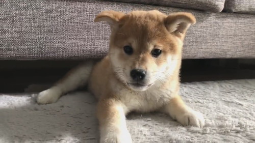 ソファから一生懸命出てくるユイちゃん