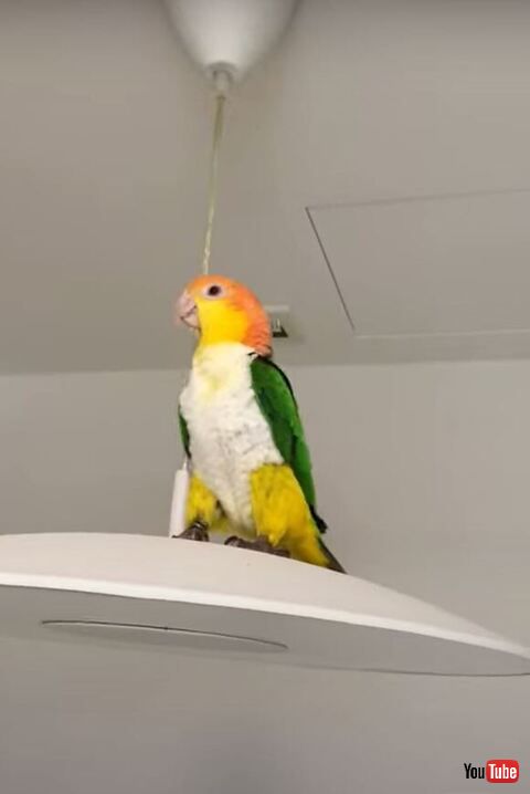 横を向いてるインコ