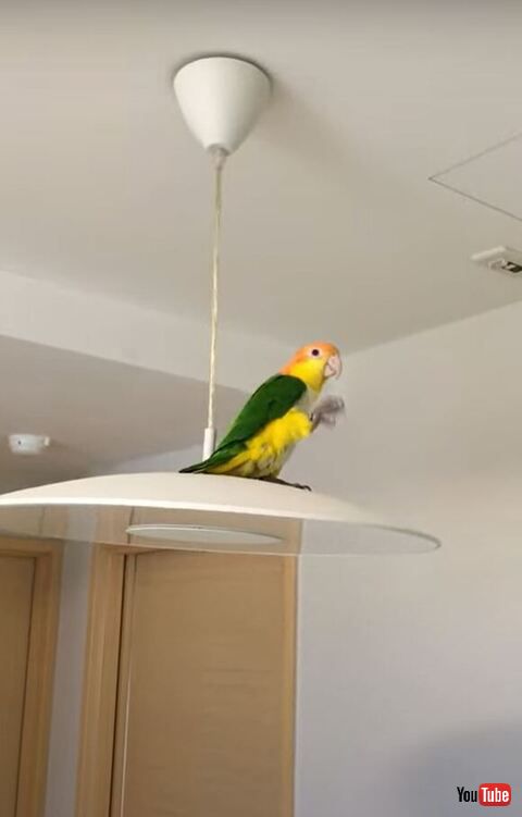 足を浮かせるインコ