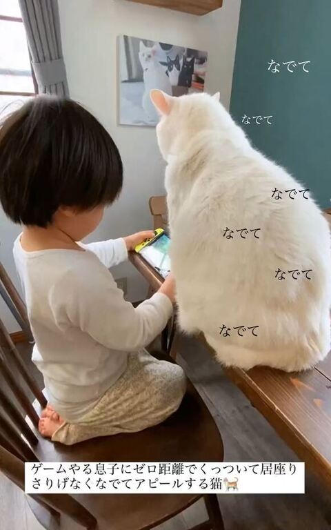 ブランくん背中と息子さん正座でゲーム