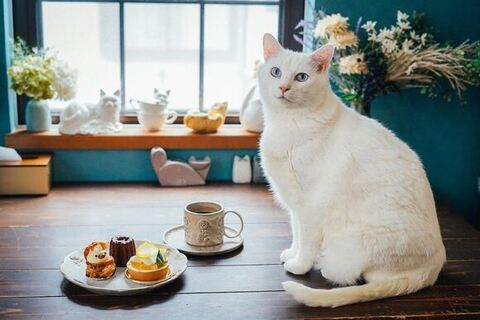 ブランくんとお茶菓子