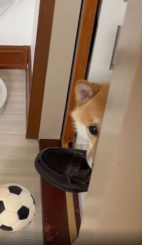 ひょっこり見える顔