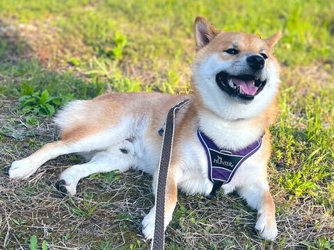 芝生でくつろぐ