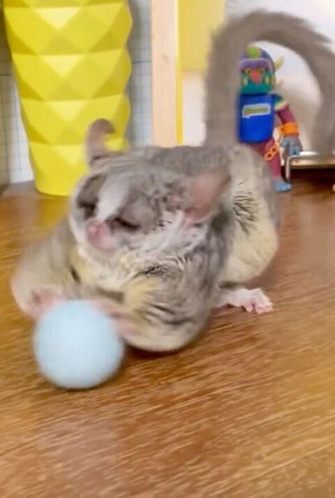 ブルーボール両手でぺちぺち