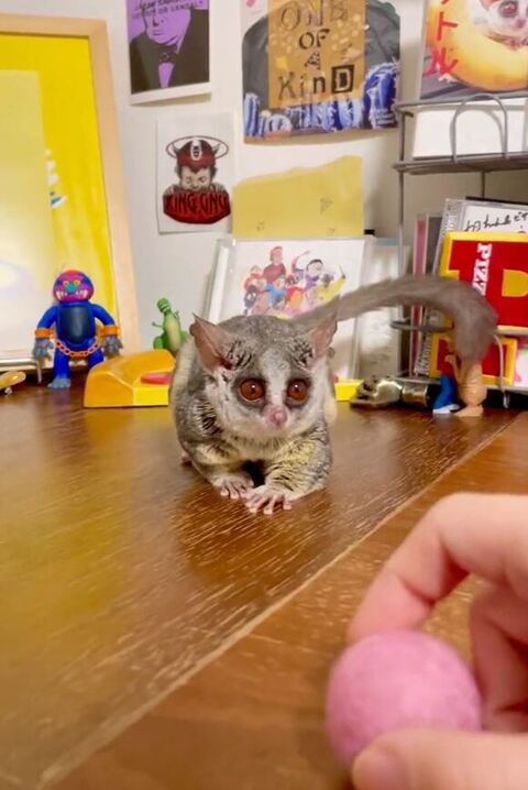 ピンクのボールを見てる