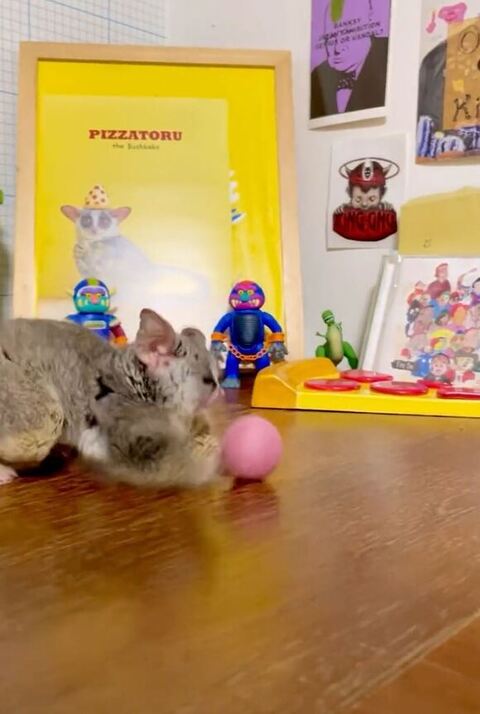 なでられ横向き