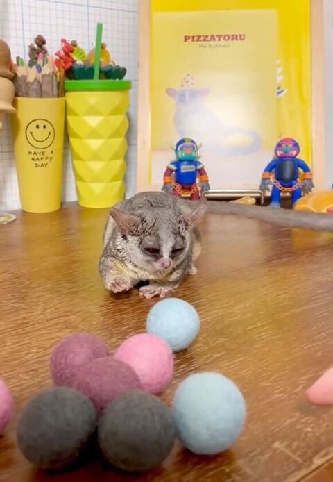 ブルーボール見てる