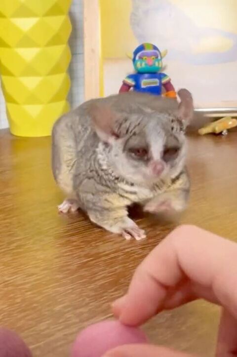 ピンクボール見てぺちぺち