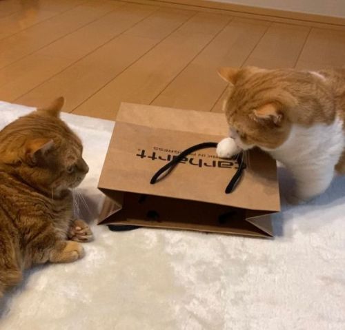 紙袋を見る茶太きな