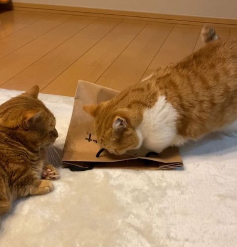 紙袋に前足を乗せるきなこ