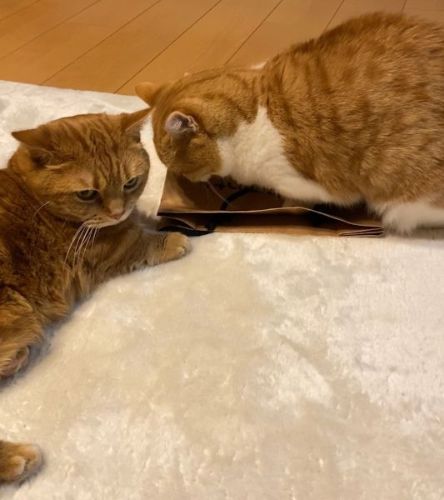 紙袋に体を乗せるきなこ