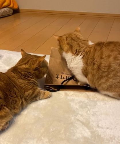 入り口を探すきなこちゃん