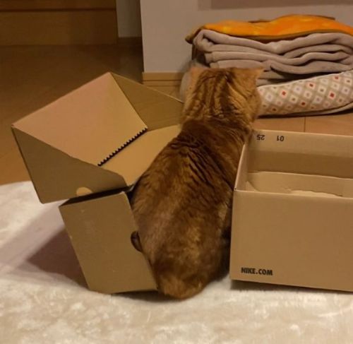 2つの箱で迷う茶太郎