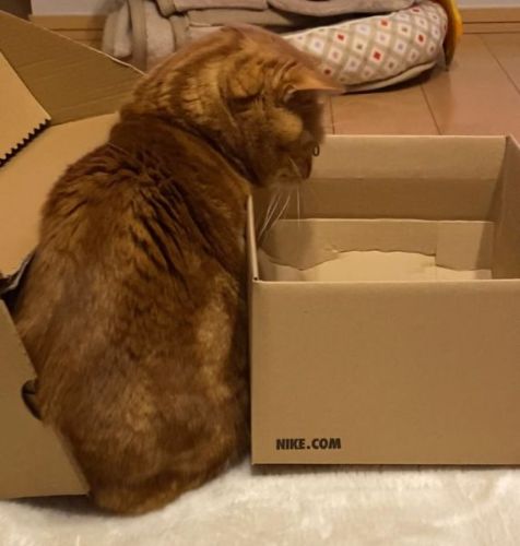 ひたすら迷う茶太郎