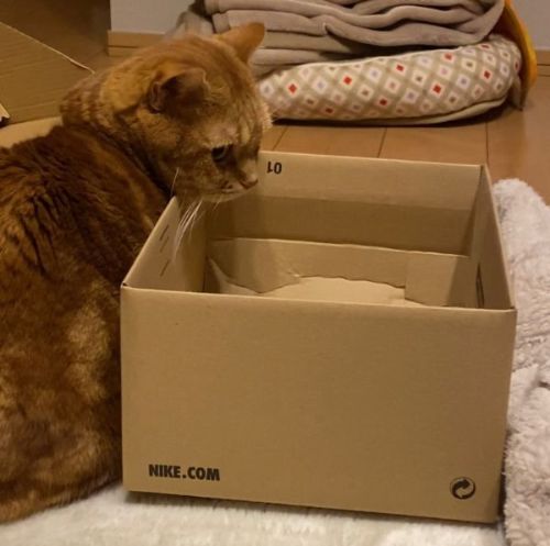 決めきれない茶太郎