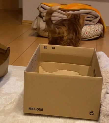 箱に入らなかった茶太郎